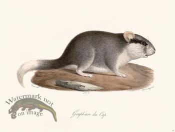 Cuvier 291 Cape Graphiure